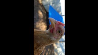 Curious chicken
