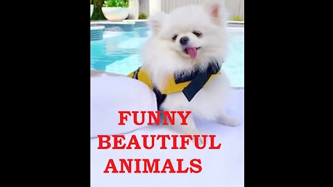 Funny Beautiful Animals || Funny Pets || Cute Pets || @funnyanimalsstv