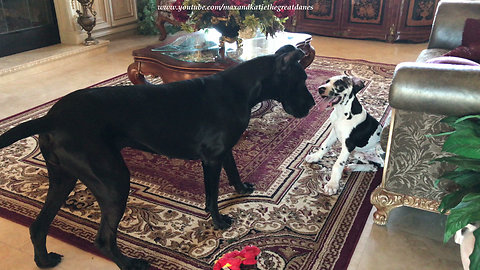 Great Dane & puppy play game of hide-and-seek