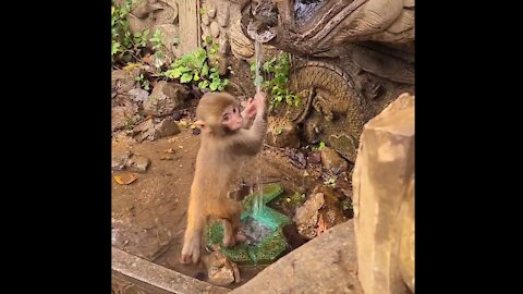 Little monkeys play with water and wash their hands