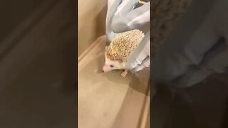 *GONE WRONG* Holding a Hedgehog