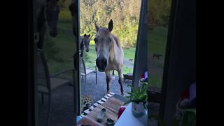 Arthur the rescue horse visits for morning tea