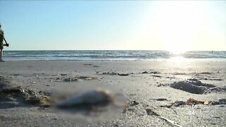 Dead fish washing up on some local beaches