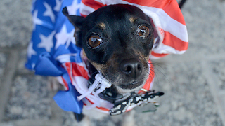 Patriot pets parade in AVAM's July 4th tradition