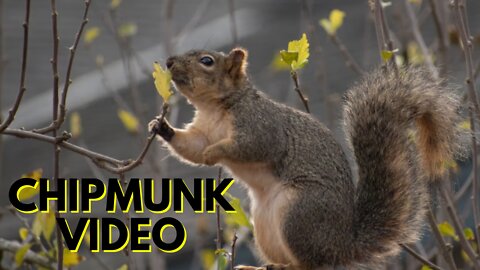 Chipmunk For Pet | Chirping Chipmunk Video By Kingdom Of Awais