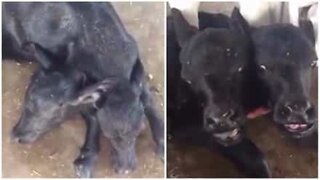 Mutantbøffel født med to hoder i Pakistan