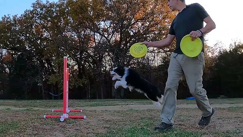 🥏🐶🥋An Epic DiscDog Warmup | Squeaky 8 Form - Disc Quan Do🥋👊🔥