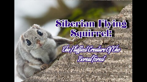 Siberian Flying Squirrel: The Fluffiest Creature Of The Boreal Forest
