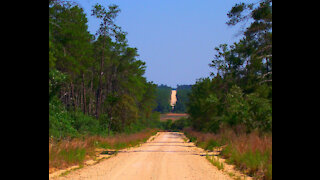 My favorite road in the Ocala National Forest.