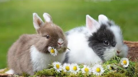 CUTE & ADORABLE BUNNIES VIDEO COMPILATION | Best Video of 2021