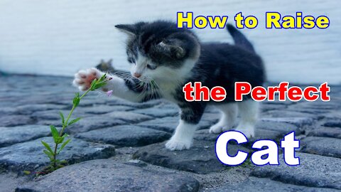 How to Raise the Perfect Cat