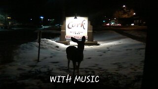 🌙 Migrant Deer 🦌 at Local Restaurant (with Music)