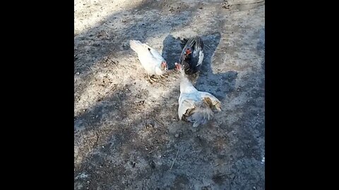 A couple of Muscovy ducks having a conversation