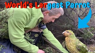 World's Largest Parrot (Kakapo)