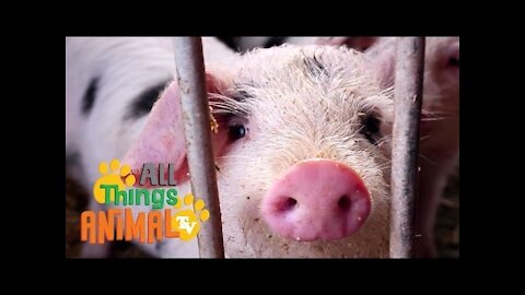 KNOW MORE about PIGS FUN FACTS | Animals For Kids | All Things Animal TV