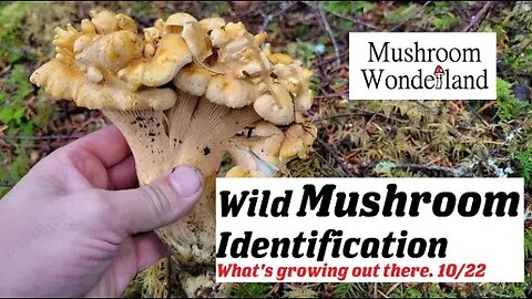Wild Mushroom Identification- What's growing!? , October 2022