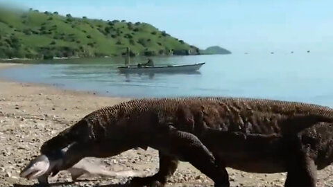 An adult Komodo dragon preys on a shark and swallows it