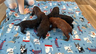 Poodle Puppies Tasting Solid Food For The First Time