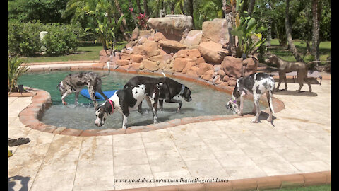 Pack of Great Danes enjoy relaxing Florida pool time