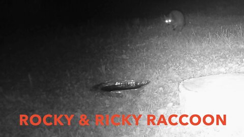 Rocky & Ricky Raccoon