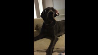 Great Dane throws temper tantrum