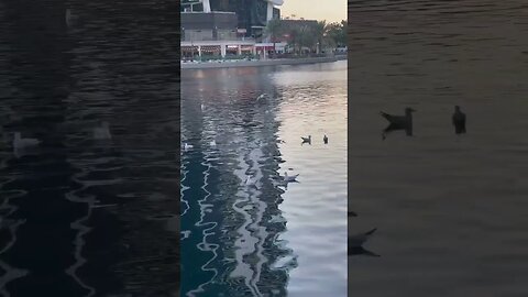 Wings Over Water: The Diversity of Birds at the Lake