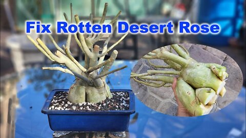 Fix your rotten and dying Desert Rose | GreenMangoes | Adenium