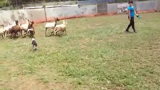 Nature Calls This Boston Terrier To Become A Sheep Herder