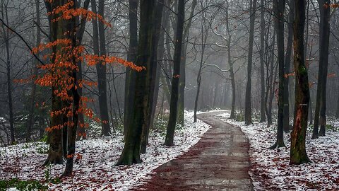 Relaxing rain over a cold empty forest path surrounded by snow