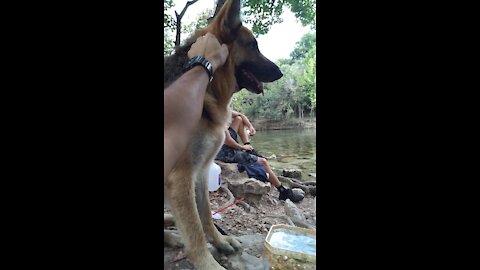 Leyla Adventures ep1 Barton Springs Pool dog side @Austin Texas