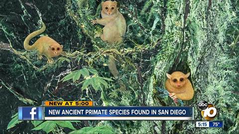 New ancient primate species found in San Diego