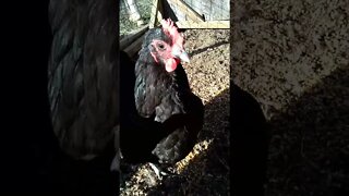 the chicken dance