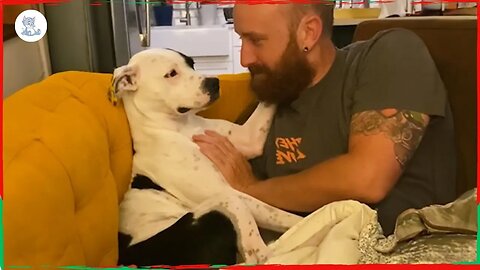 Kiss is not free, man! 😂 FUNNIEST Dogs and Human Moments