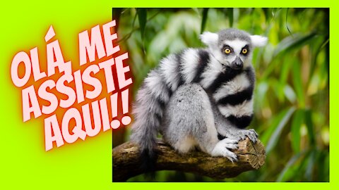 Lemurs, symbol of Madagascar, are at risk of extinction