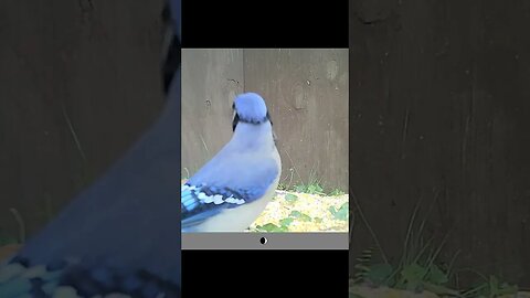 Pretty😍 little blue jay🐦 looking👀 a tad paranoid 😳 #cute #funny #animal #nature #wildlife #farm