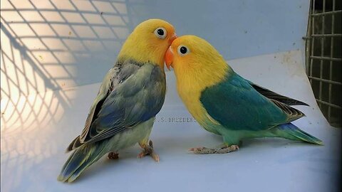 Amazing Parrot Video's