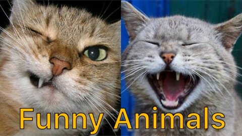 Funniest Animals- Best Funny Videos🤣🤣