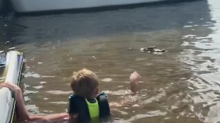 Fearless Kid Feeds Gator Face To Face