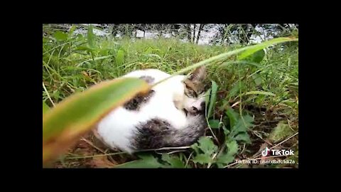 Lovely Cat, funny cats, funny cat videos 124