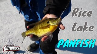 Ice Panfish on Rice Lake, Minnesota