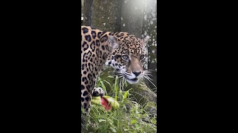 Manny Jaguar Enjoys Sinking His Teeth Into A Watermelon