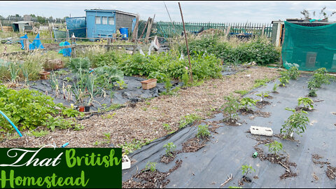 Planting and harvesting in the greenhouse: Allotment gardening