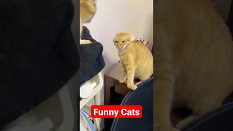 Funny Cat Video #ytshorts #youtubeshort #funnycatvideo