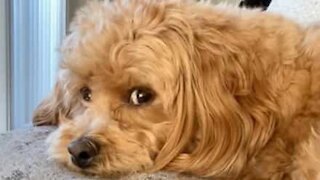 Dog shoots owner disapproving glances as he plays video game