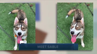 Cleveland APL pet of the weekend: Sable