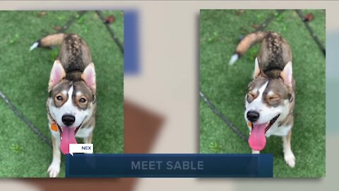 Cleveland APL pet of the weekend: Sable