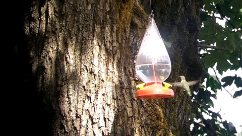Hummingbird feeding!