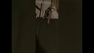 Adorable Kitten Tries to Understand Treadmill