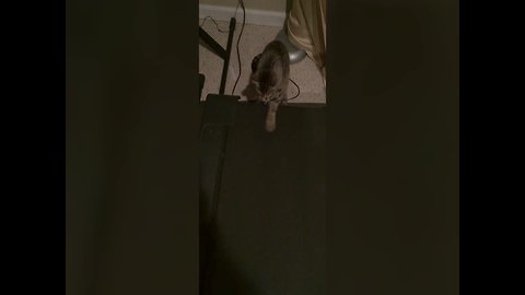 Adorable Kitten Tries to Understand Treadmill