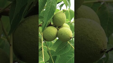 How is a walnut tree? | अखरोट का पेड़ कैसे होता है | Kheti Power